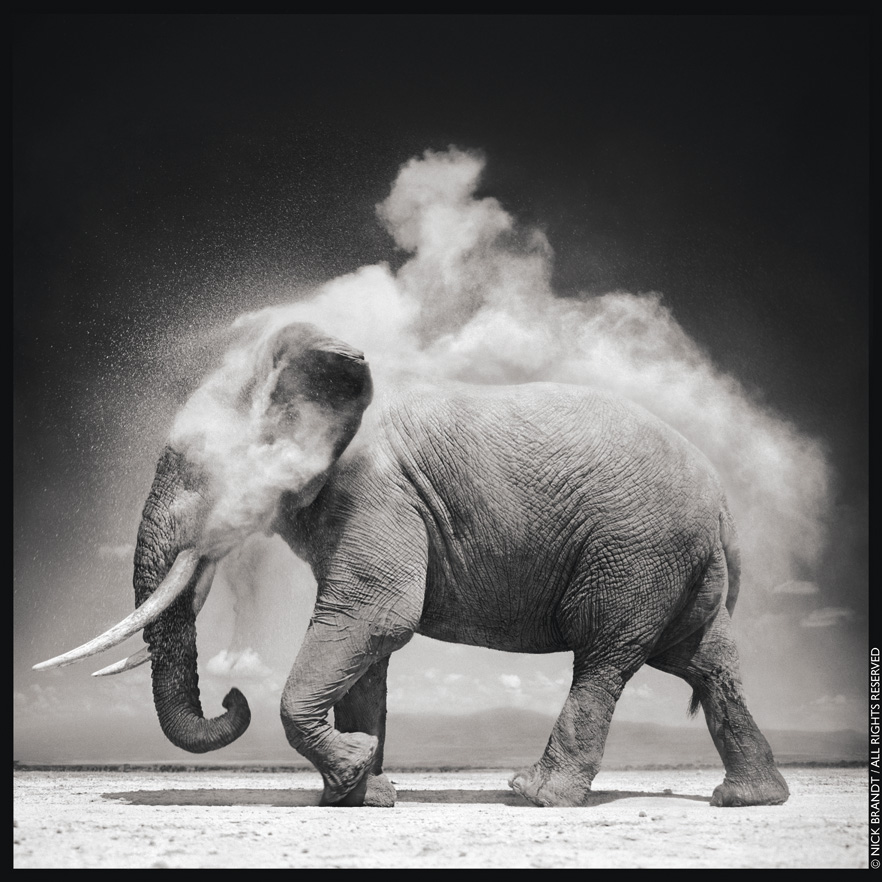Elephant_With_Exploding_Dust Elephant with Exploding Dust Photo by: Nick Brandt - copyright protected