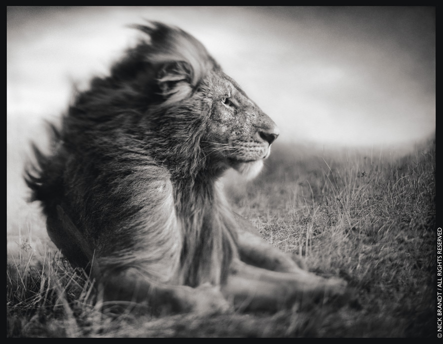 Lion_Before_Storm_II_Sitting_Profile Lion before Storm II Photo by: Nick Brandt - copyright protected